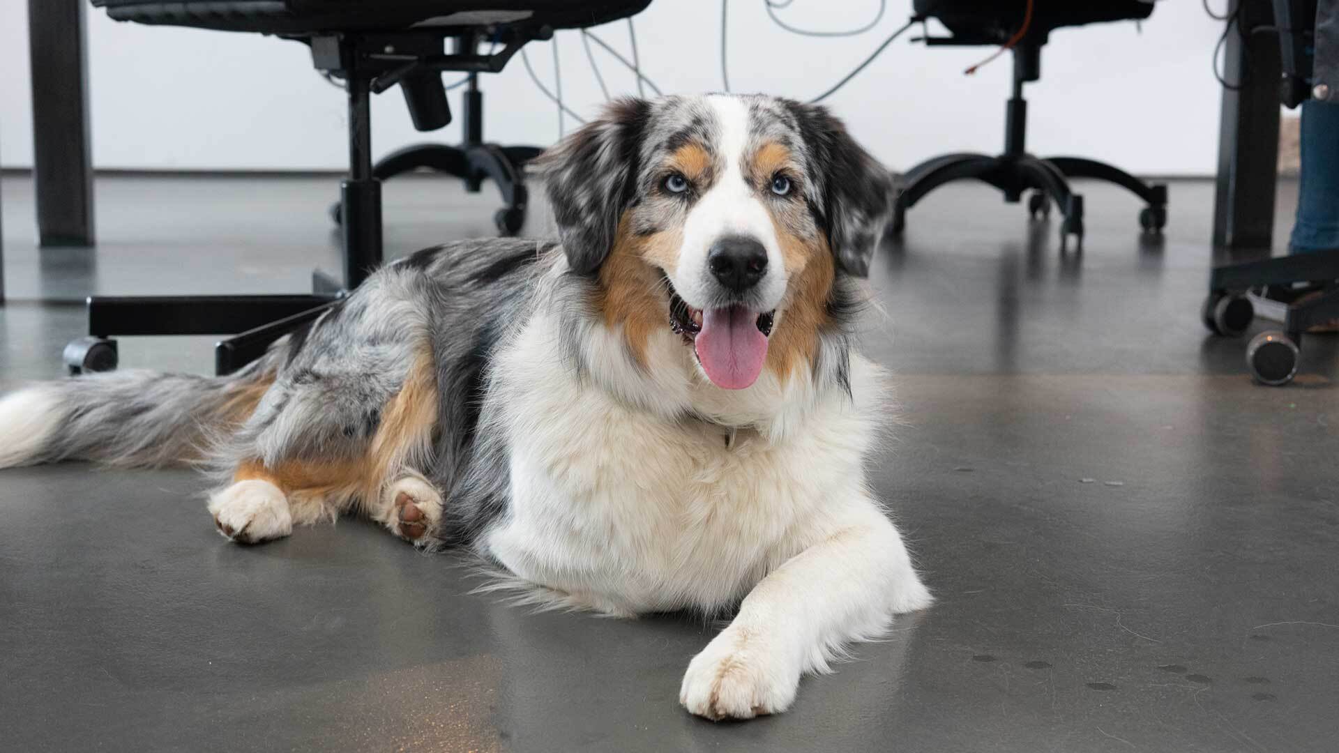 Büro-Hund Fellow im netzstrategen Büro